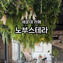 노부스테라 네이버블로그