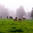 샛별목장 이미지