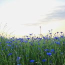 이목리 제방 이미지