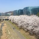 대왕판교로(1호광장) | 분당 벚꽃 명소: 판교 화랑공원 실시간 개화현황 (주차 맛집 카페)
