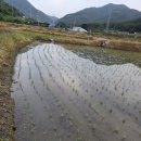 모심기 마쳤습니다 이미지