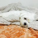 백제불한증막인삼사우나