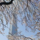(실시간)벚꽃이 휘날리는 석촌호수 이미지