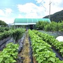 대공농장 이미지