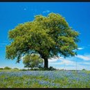 꿈을 심는 회사 이미지