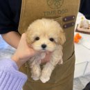 강아지분양 타임도그 애견샵 목동점 이미지