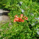 미국능소화Campsis radicans (L.)Seem. 이미지