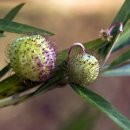 하늘을 날으는 꿈을 꾸는 박주가리 씨..Giant Swan Milkweed, 이미지