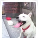 뚱순이네 이미지