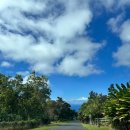 신행농장 | [하와이 코나 신혼여행] UCC 하와이 커피 농장, 코나 커피 선물&amp;기념품