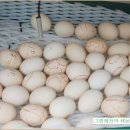 마도로스농원