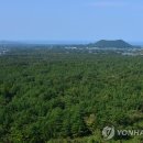 곶자왈 이미지