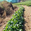 등너머농장 이미지