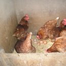 고사농장 이미지