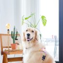 HaRi Grooming(하리애견) | 2019.08.15 - 골든리트리버 최꼬미 2박3일 국내여행 - 홍성 애견동반카페 카페드하리