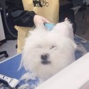 멍멍이발소 이미지