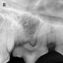 강남예치과동물병원 이미지