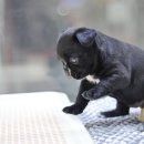 아이러브펫동물병원 이미지