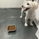 루프앤독 이미지