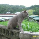 네오포스