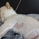 연희동물의료원 | [25년 8월] 반려견 기침 원인🔍 기관지협착? 심장병 극초기? 검사 결과 공개