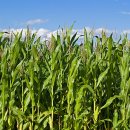 모단농장 이미지