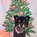 다대스파 이미지