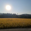 수촌리 고분군 이미지