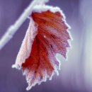 행복한나무 이미지