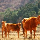 보람축산 이미지