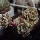 블랙버드, 쎄이렌,핑크팁스,<b>미스</b>포춘, 로즈마몽드,플럽홍화장, <b>글램</b>핑크,킹마이더스,샤갈, 스파이시,티피