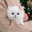 미유펫 강아지분양고양이분양 김포점 이미지