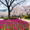 광주지방기상청 | 2025 전국 벚꽃 개화 시기 및 추천 명소 총정리 🌸
