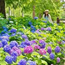 종촌동 복합커뮤니티센터 | 대전근교 수국 세종 꽃구경 가볼만한곳 제천뜰근린공원 주차 및 스팟위치