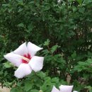 꽃을주는사람 이미지