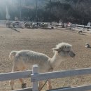 포니랜드 이미지