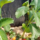 가온누리 농장 이미지