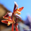 꽃보다 보세 이미지