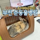준동물병원 | 부천ㅣ반려토끼 진료 잘 보는 곳 &#39;준동물병원&#39; 외부구충, 발톱자르기 후기