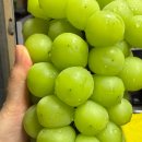 서부길 | 샤인머스캣 택배 맛집 달가네포도밭 샤인머스캣 내돈내산 후기