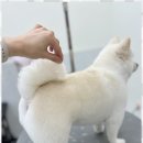 배곧애견샵 이미지