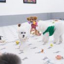 퍼피스프링 이미지