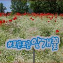 가평 자라섬 봄꽃 축제 (2024.6.7) 이미지