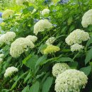 수국민박 이미지