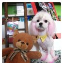 루비 애견샵 이미지