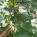 김영환농장 이미지