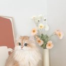 코네코 코야 이미지