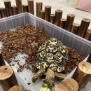 🐢숲데이-거북이 친구와 별징검다리 이미지