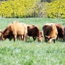 천지한우농장 이미지