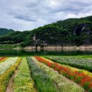 도담정원 | 단양 "도담 정원" 아쉬운 솔직후기